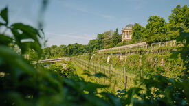 Park Sanssouci, Weinberg unterhalb des Belvedere am Klausberg © PMSG, SPSG / Julia Nimke Königliches Weinfest