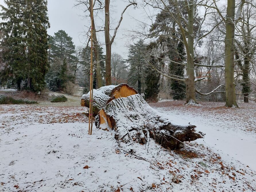 Zeichen des Klimawandels im Park Sanssouci – Teile eines abgestorbenen Baumes