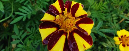 Studentenblume – Tagetes patula »Striped Marvel«