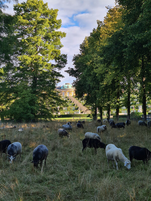 Schafe im Park Sanssouci