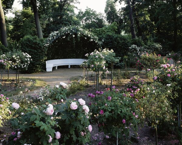 Blick über blühende Rosen auf eine Marmorbank im Rosengarten