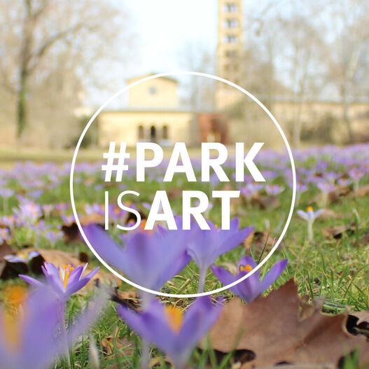 #ParkIsArt – Krokusse an der Friedenskirche, Sanssouci