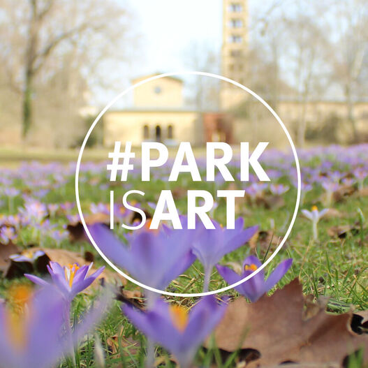 #ParkIsArt – Krokusse an der Friedenskirche, Sanssouci