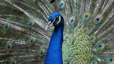Radschlagender Pfau © SPSG / Nicole Romberg Die Schönsten auf der Insel