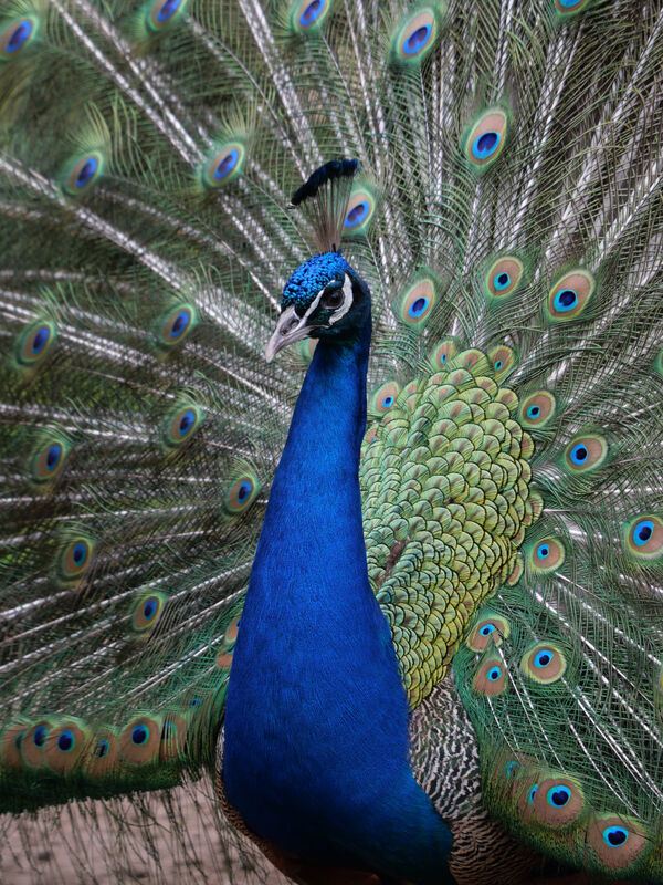 Radschlagender Pfau © SPSG / Nicole Romberg Radschlagender Pfau