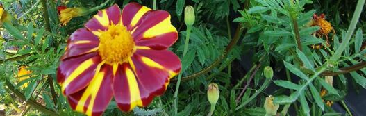 Studentenblume – Tagetes patula »Striped Marvel«