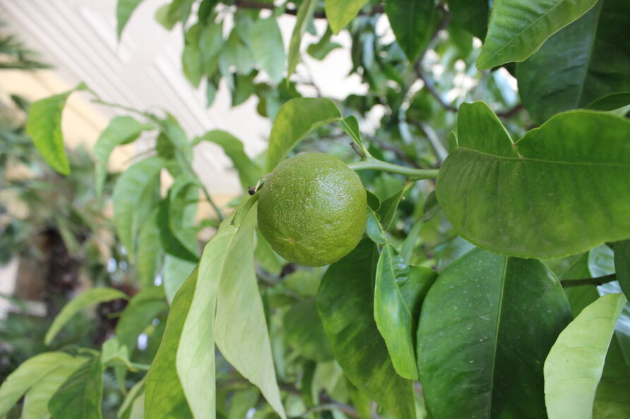 In der Pflanzenhalle des Orangerischloss, Zitrusfrucht
