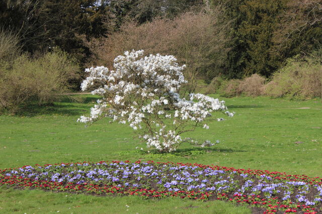 Frühling im Park Sanssouci