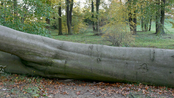 Ein umgestürzter Baum im Park versperrt den Weg