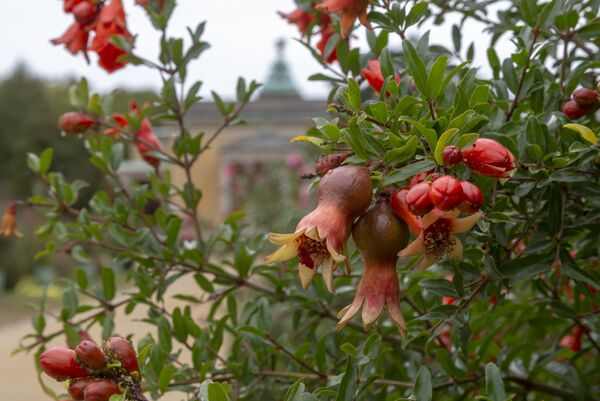 Rote Granatapfelblüten im Sizilianischem Garten des Park Sanssouci