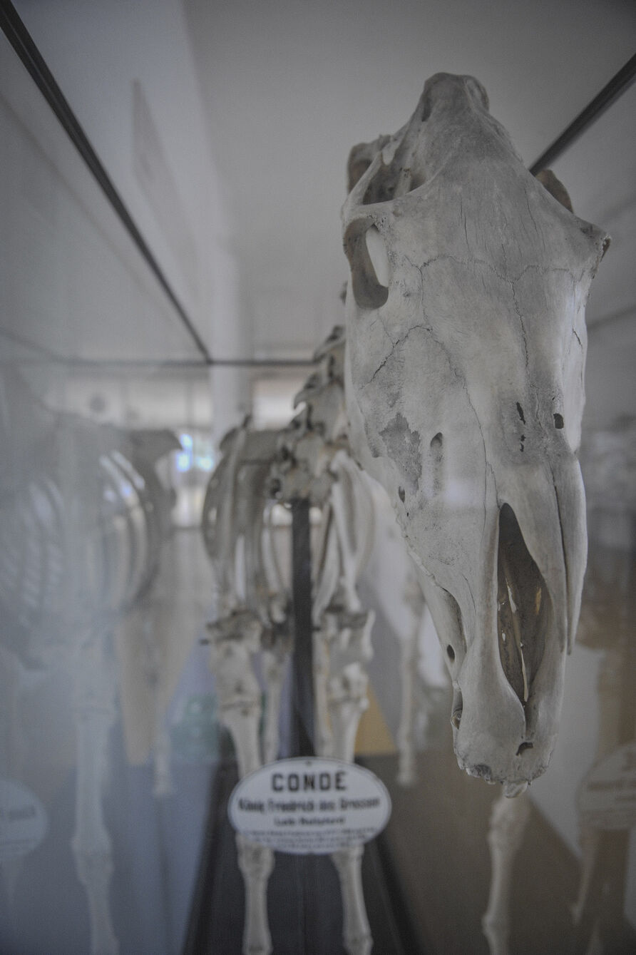 Das Skelett von Condé steht im Foyer des Instituts für Veterinär-Anatomie der FU Berlin