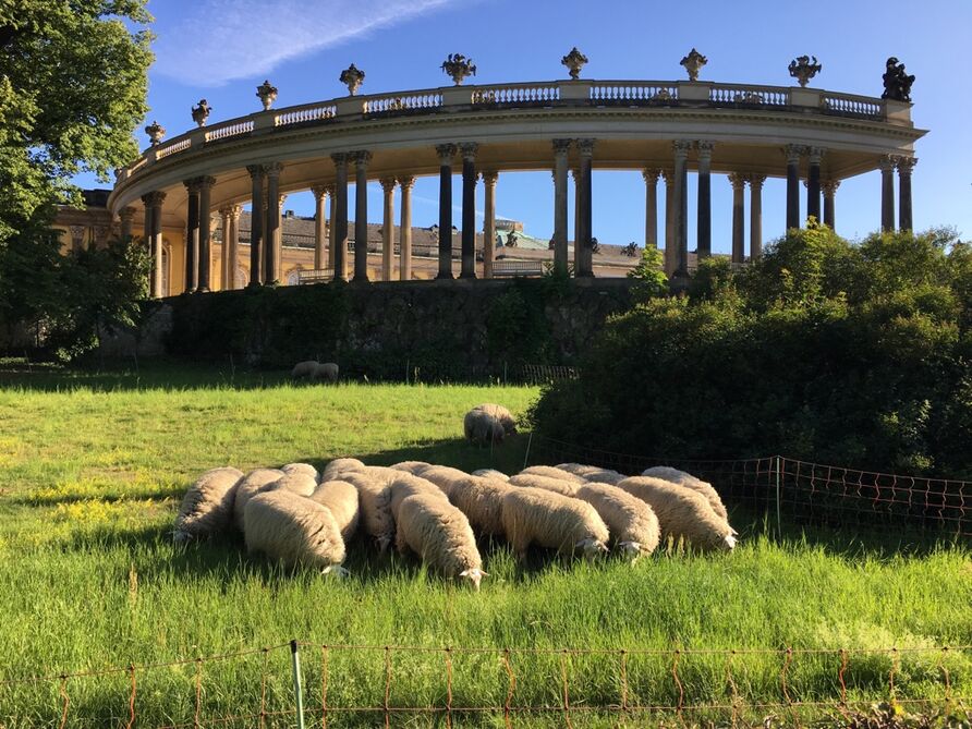 Schafe in Sanssouci