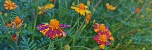 Studentenblume – Tagetes patula »Striped Marvel«