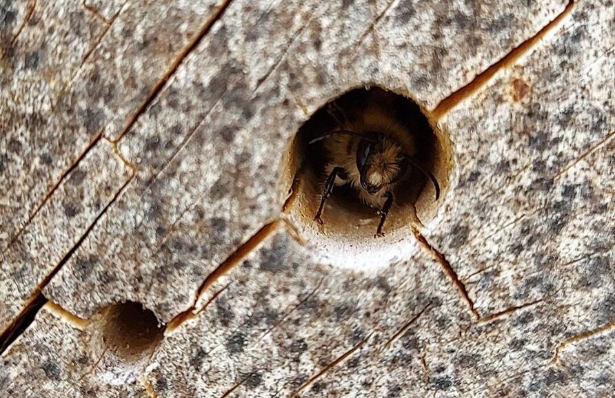 Schlüpfende Biene im Holz