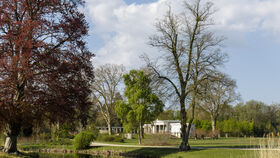 Birken und andere Bäume im Park Sanssouci sowie Auswirkungen des Klimawandels