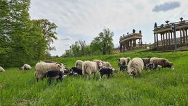 Schafe in Sanssouci © SPSG / Nicole Koppe Flauschige Gartenhelfer: Schafe auf den Wiesen im Park Sanssouci