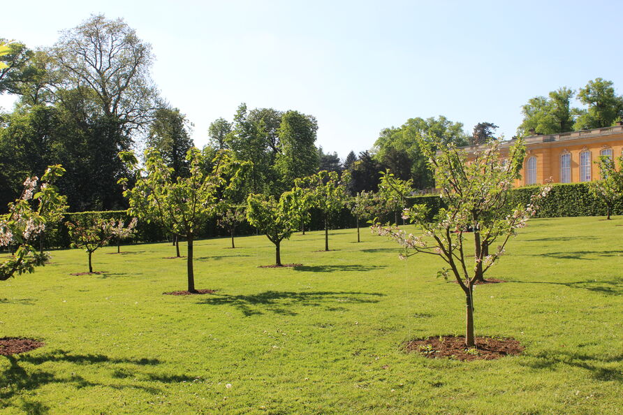 Kirschgarten vor den Neuen Kammern im Park Sanssouci