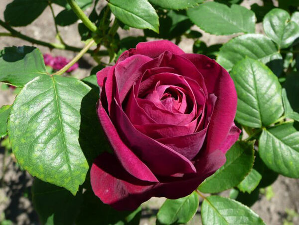 Blühende Rose du Roi