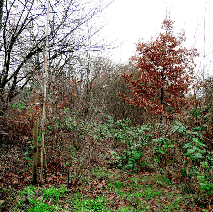 Links: Eiche aus einer externen Baumschule, rechts: Eiche mit Blättern, aufgezogen im Park Sanssouci