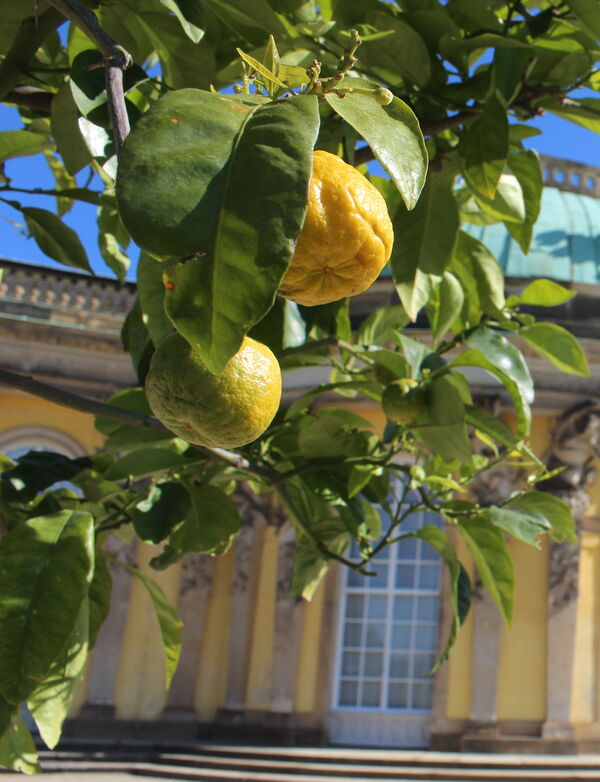 Bitterorangen vor Schloss Sanssouci