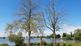 Klimawandel im Park Babelsberg: Auswirkungen und Strategien