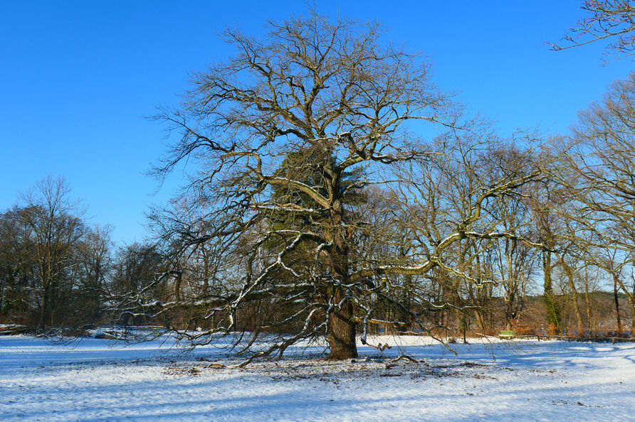 Eiche auf der Pfaueninsel im Winter