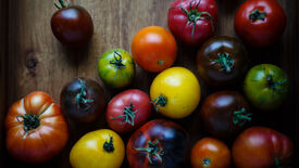 Alte Sorten und Saatgutgewinnung bei Tomaten