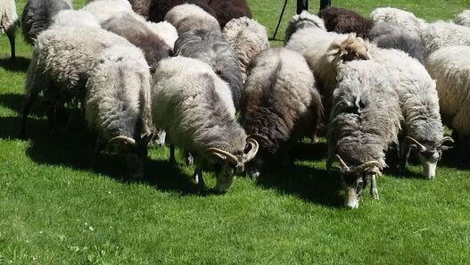 Schafe im Schlossgarten Charlottenburg