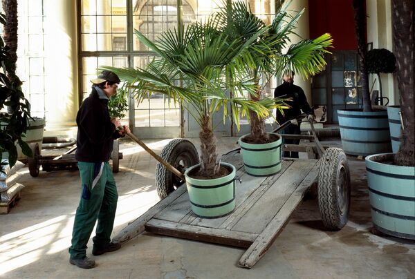 In der Pflanzenhalle der Orangerie, Gärtner beim Transport der Kübelpflanzen