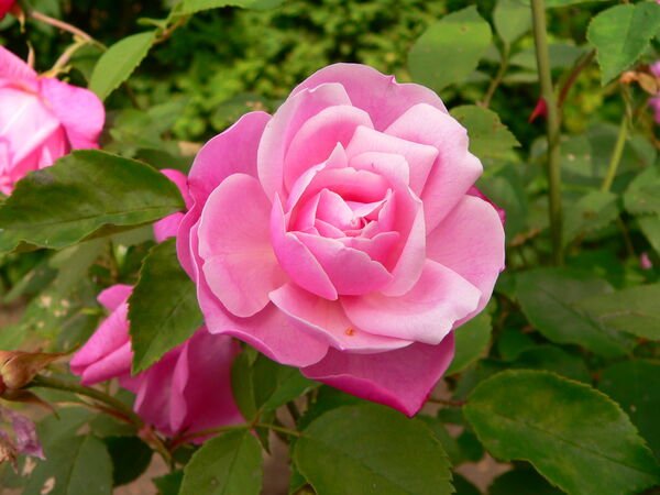 Rose Old Blush
