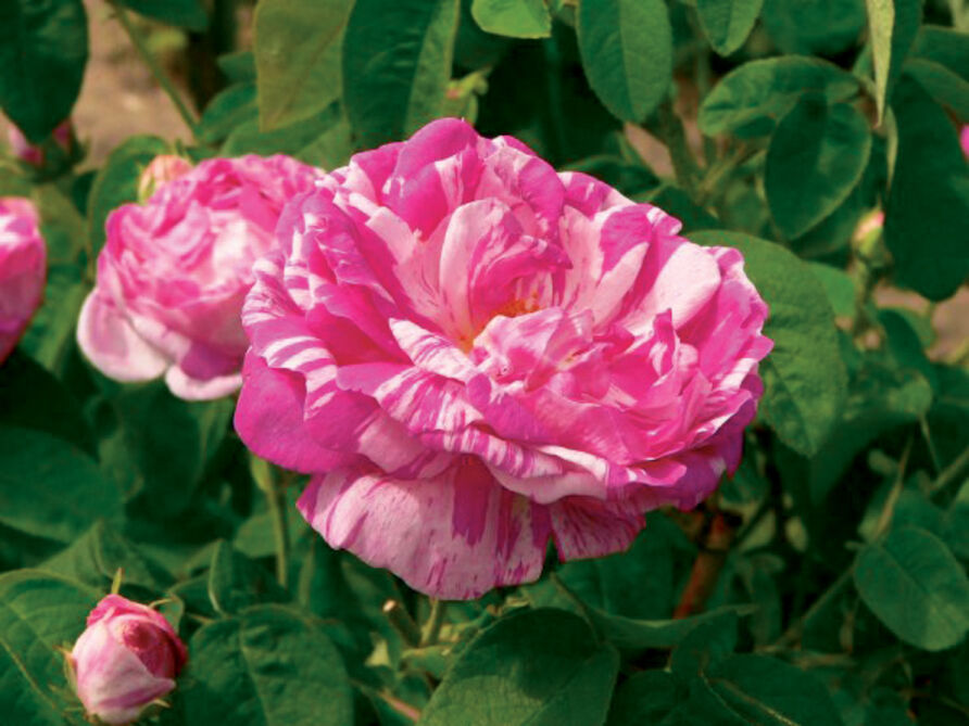 Blühende Rose Versicolor