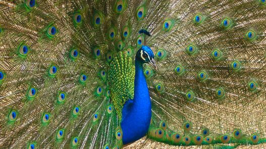 Pfau auf der Pfaueninsel