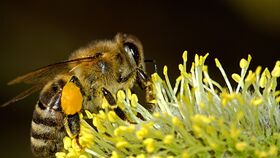 Es gibt immer genug Pollen und Nektar – Bienenweiden im Park Sanssouci