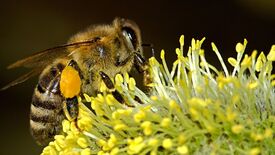 Es gibt immer genug Pollen und Nektar – Bienenweiden im Park Sanssouci