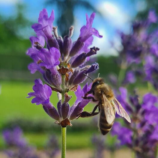 Blühwiese im Park Sanssouci, Biene auf Lavendelblüte