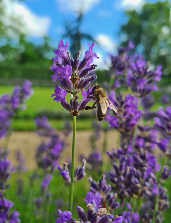 Blühwiese im Park Sanssouci, Biene auf Lavendelblüte