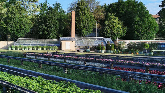 Gärtnerei im Neuen Garten