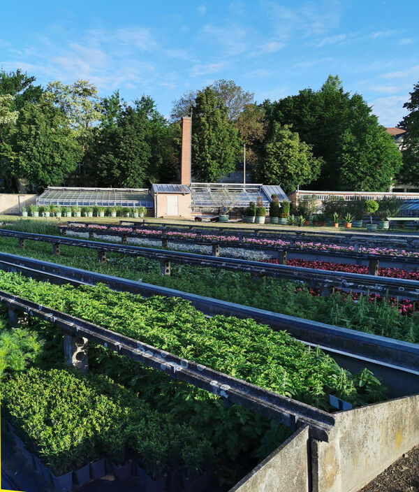 Gärtnerei im Neuen Garten