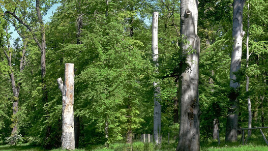 Hochstubben abgestorbener Buchen