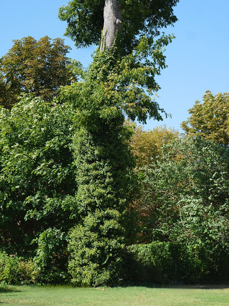 Mit Efeu bewachsener Baum im Park Sanssouci