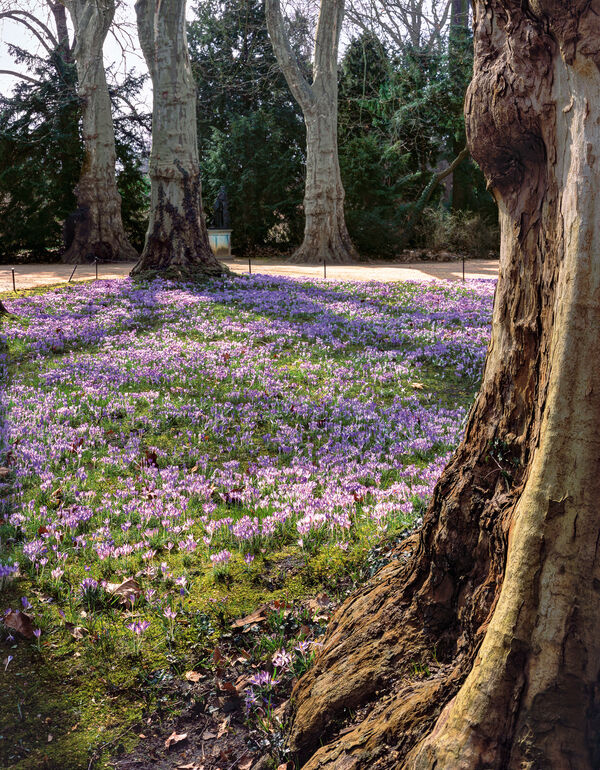 Frühling im Park Sanssouci, blühende Krokusse