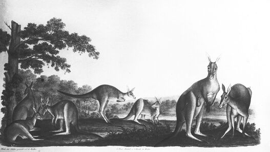 Die Känguruh-Familien. Aus der Königlichen Menagerie auf der Pfaueninsel. © SPSG Die Känguruh-Familien. Aus der Königlichen Menagerie auf der Pfaueninsel.