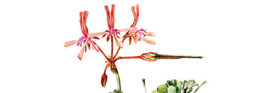 Pelargonium acetosum