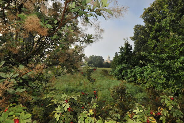 Blick durch grüne Bäume und Sträucher im Neuen Garten Potsdam
