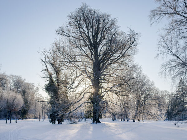 Park Sanssouci im Winter