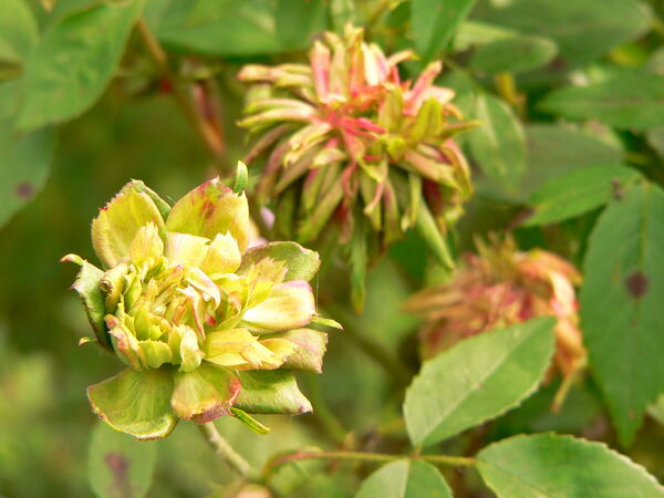 Rose Viridiflora