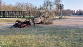 Klimawandel im UNESCO-Welterbe Park Sanssouci