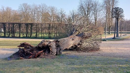 Umgestürzter Baum im Park Sanssouci