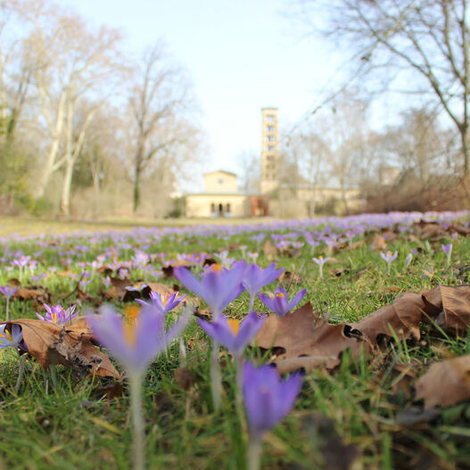 Park Is Art: Krokusse im Park Sanssouci