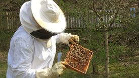 Weltbienentag im Jagdschloss Grunewald